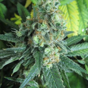 Green Poison Sweet Seeds.JPG