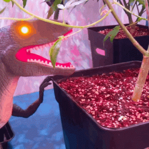 T - REX