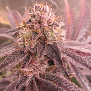 Gorilla Breath 1.JPG