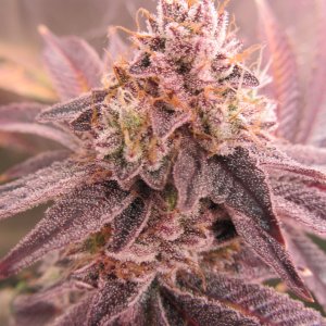 Gorilla Breath 2.JPG