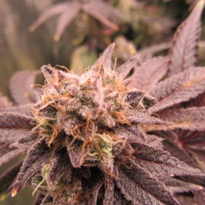 Gorilla Breath 3.JPG