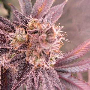 Gorilla Breath 5.JPG
