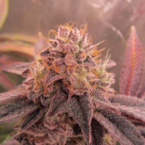 Gorilla Breath 6.JPG