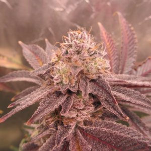 Gorilla Breath 7.JPG