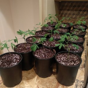 Obsidian OG