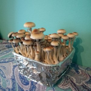 кубенсис мехикан.jpg