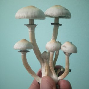 а+ грибы.jpg