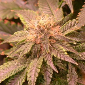 Bruce Banner