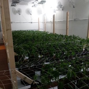 Общий вид GrowRoom N2 под сеткой
