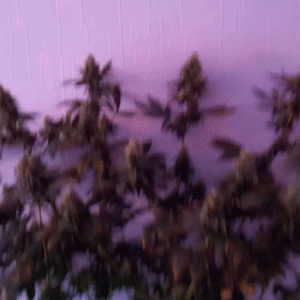 FFT8 Fast Buds 53d 12\12
