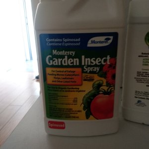 Garden Insect