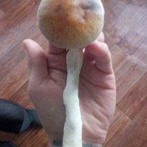 грибы.jpg