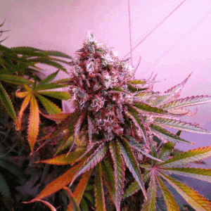 Do-Si-Dos 53d 12\12