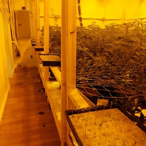 GrowRoom 2