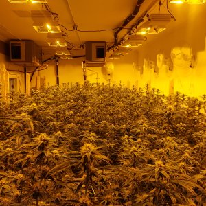 Общий вид GrowRoom №2