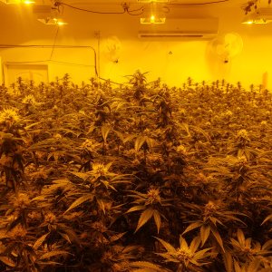 GrowRoom №1 (общий вид)