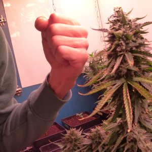Auto Deimos - Buddha Seeds