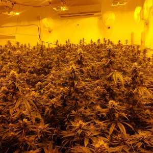 GrowRoom 1