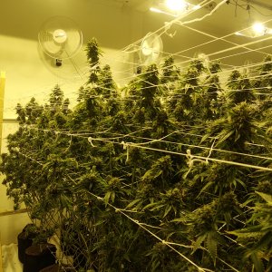 Начало 8-й недели GrowRoom №1
