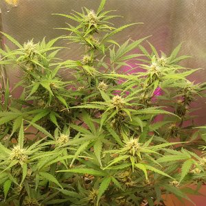 Bruce Banner от гроверз