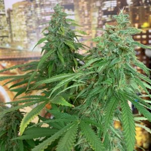 Fruit x Cri SVFO