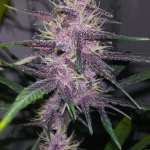 A.Blackberry SS