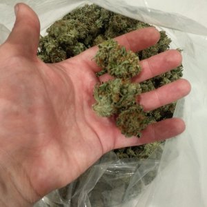 Харвест