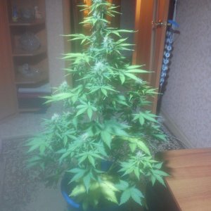 DSC_0095.jpg