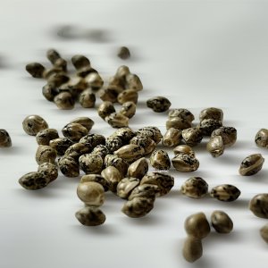 Drop Seeds