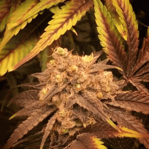 Bruce Banner