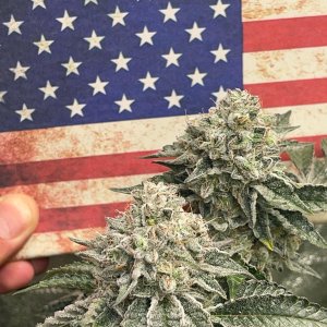Wedding Cake x Zkittlez Cake