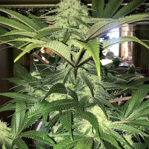 Bruce Banner