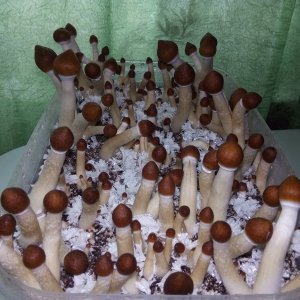 Golden Teacher 5 день.jpg