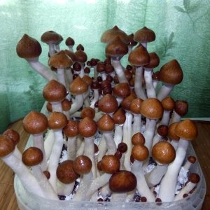 Golden Teacher 6 день.jpg
