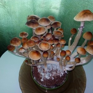Golden Teacher Pf-tek 2.jpg