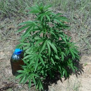 Auto White Widow 40 дней..jpg
