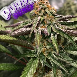 Purple Punch