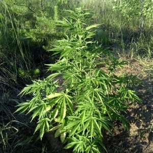 Auto White Widow 47 дней, 95 см..jpg