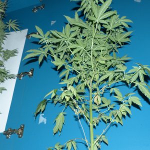 Killer Kush 2