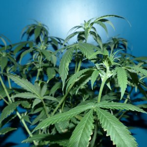 Killer Kush 3