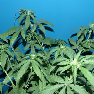 Killer Kush 4