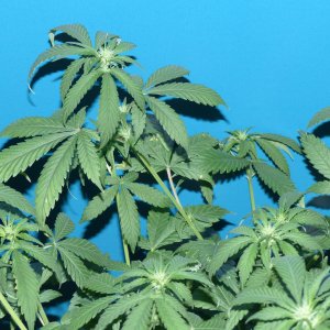 Killer Kush 5