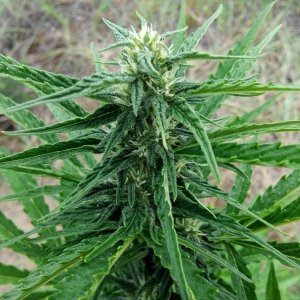 Auto White Widow 51 день.jpg