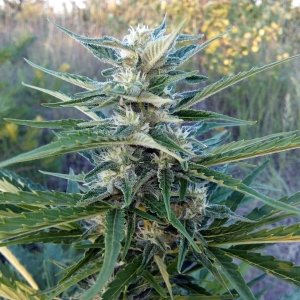 Auto White Widow 55 дней.jpg