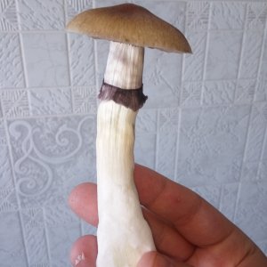 гриб.jpg