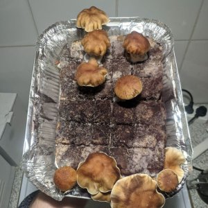 грибы.jpg
