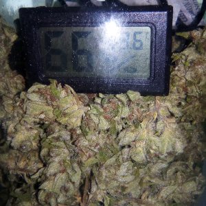 Auto White Widow.jpg