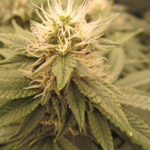 Gorilla Breath HSO.JPG