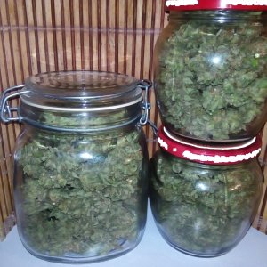 Auto White Widow Урожай.jpg