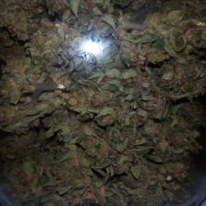Auto White Widow Уpожай.jpg